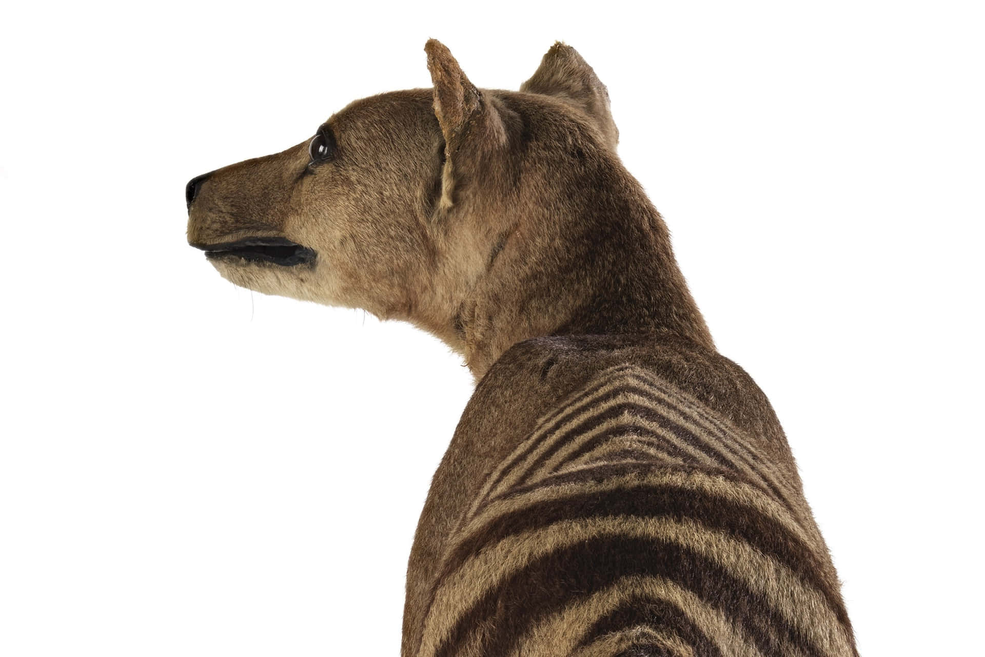 Tasmanian Tiger Profile View Wallpaper