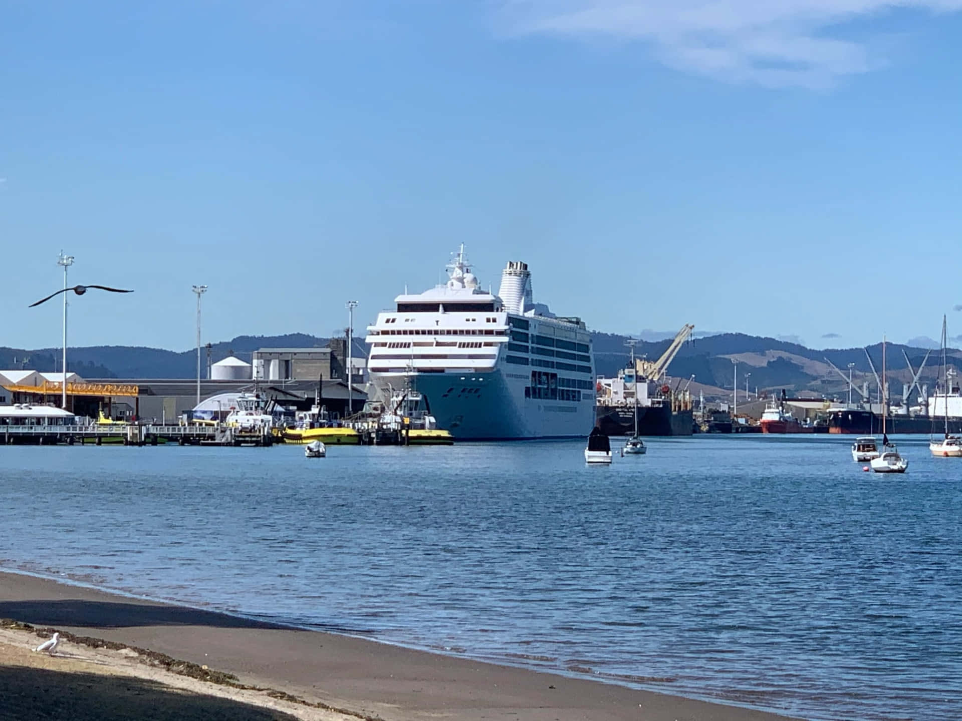 Tauranga Harbor Cruise Ship Docked Wallpaper