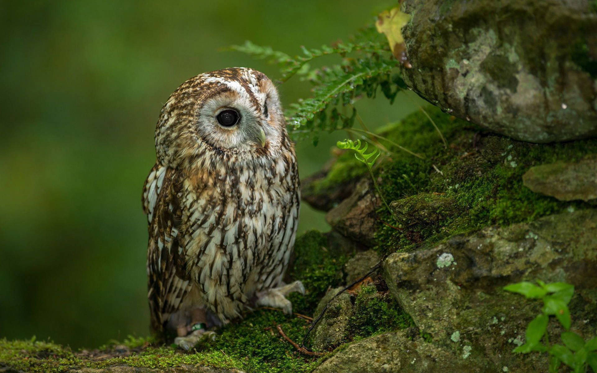 Tawny Cute Owl Wallpaper