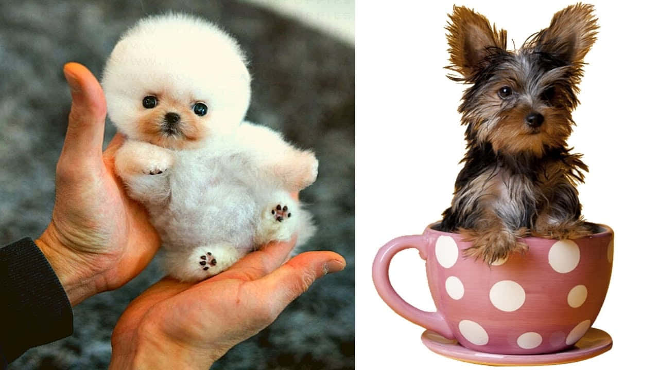 Tea Cup Dogs Cute Dog Pictures