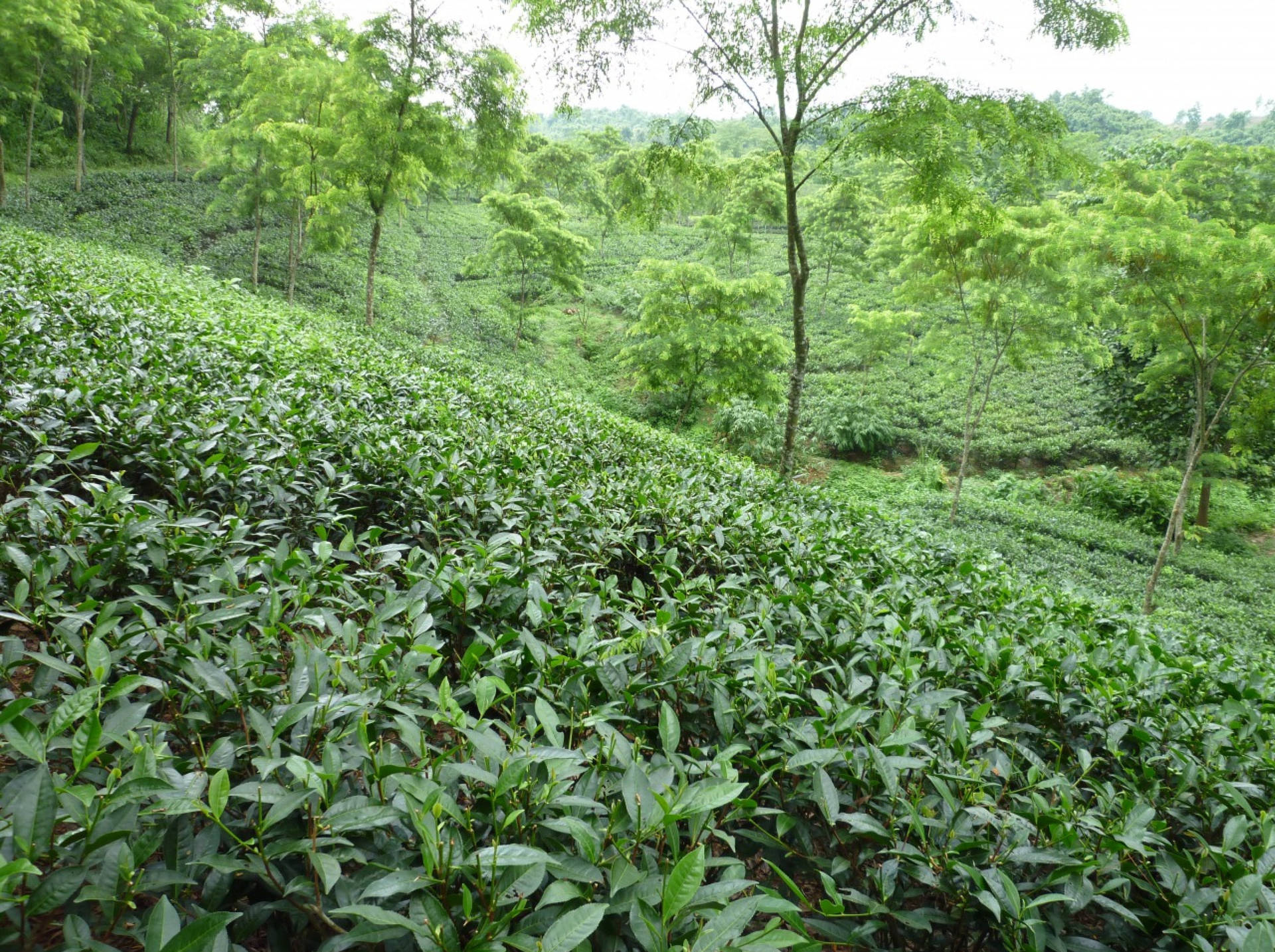 Tea Garden In Bangladesh Wallpaper