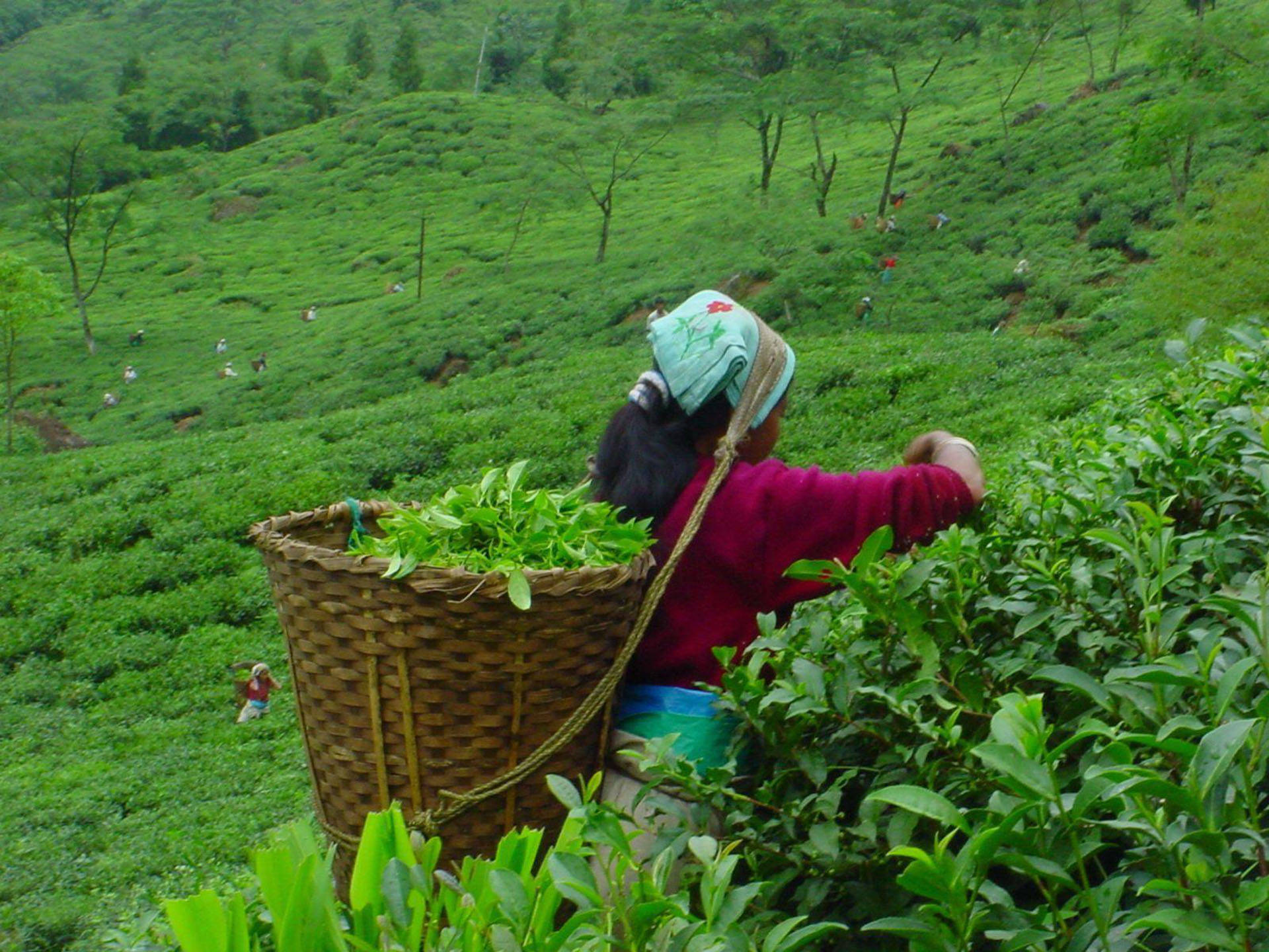 Tea Garden Picker In India Wallpaper