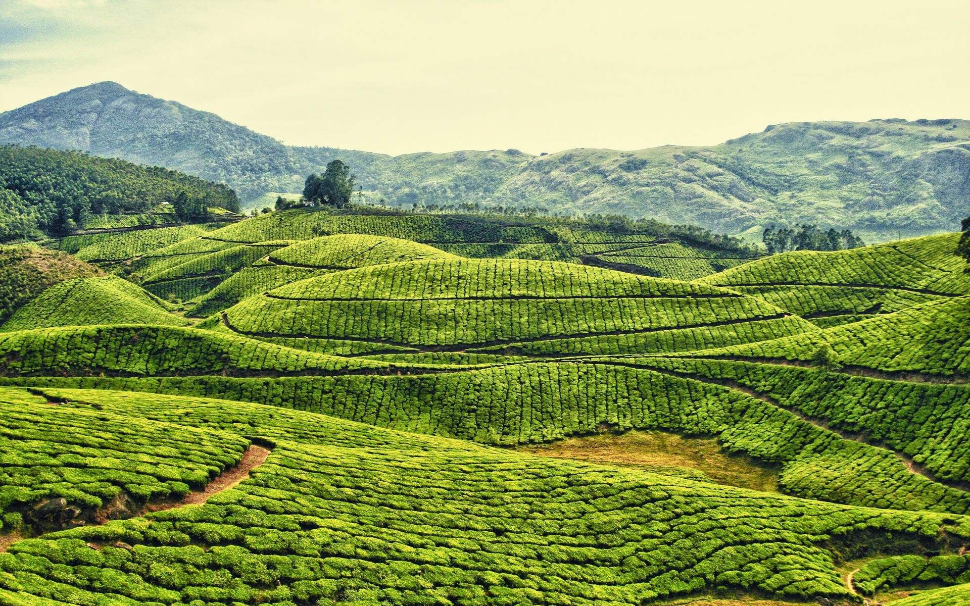 Tea Gardens In India Wallpaper
