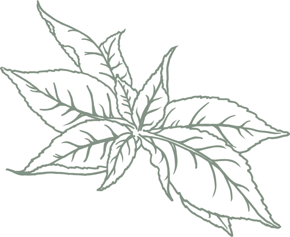 Tea Leaf Sketch Art PNG