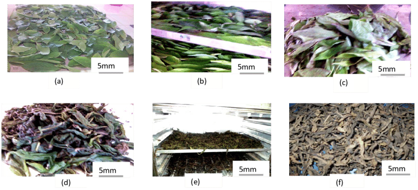 Tea Leaves Processing Stages PNG