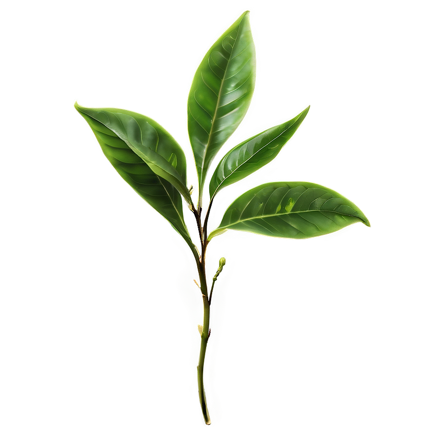 Download Tea Plant Leaves Png 17