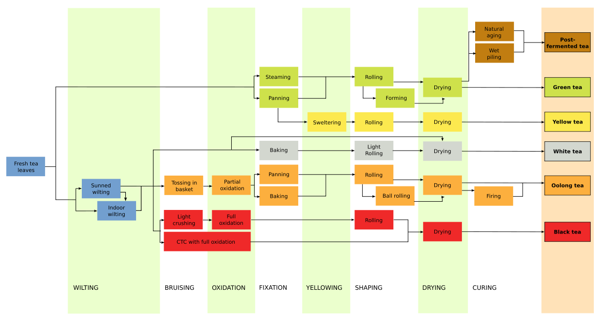 Tea Processing Flowchart PNG — Flowchart diagram illustrating tea processing steps from fresh leaves to green yellow white oolong black and post-fermented tea types.