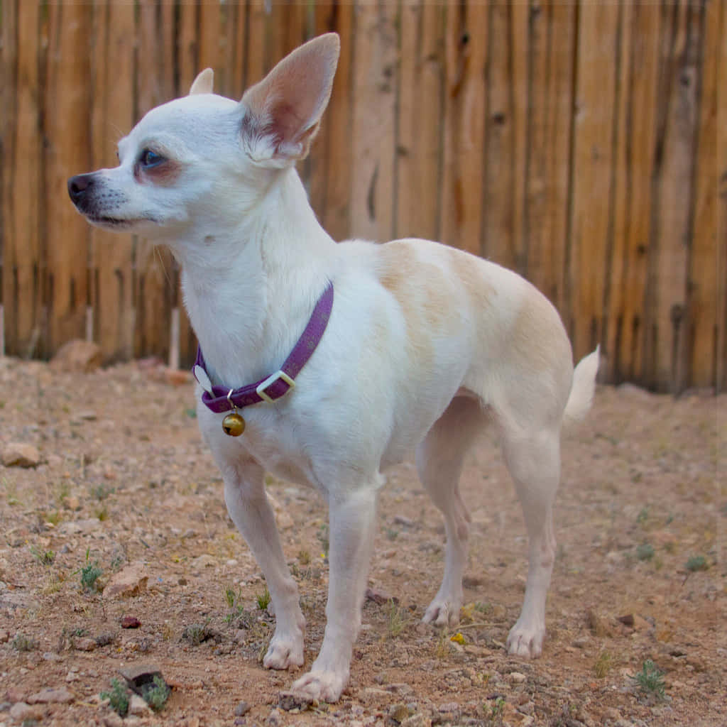 Enteacup Chihuahua Som Njuter Av En Solig Dag.