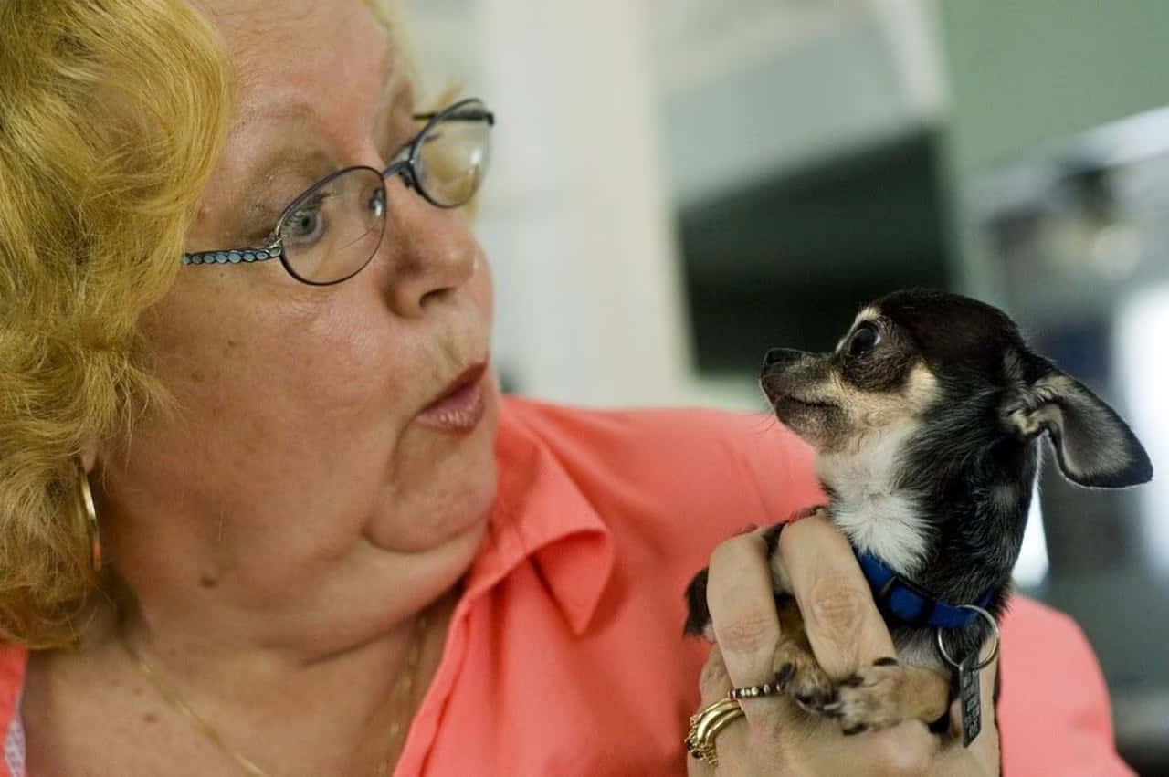 a woman holds a small chihuahua dog