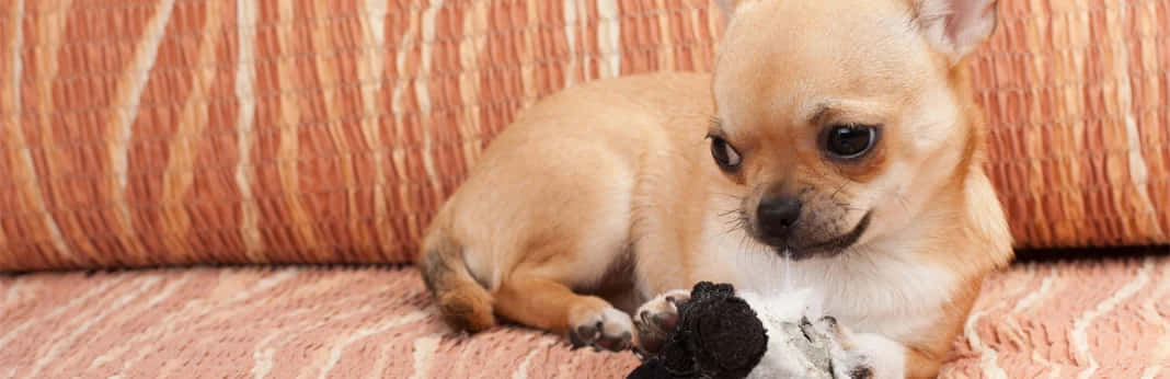 Bedårandeteacup Chihuahua Som Slumrar I En Korg.