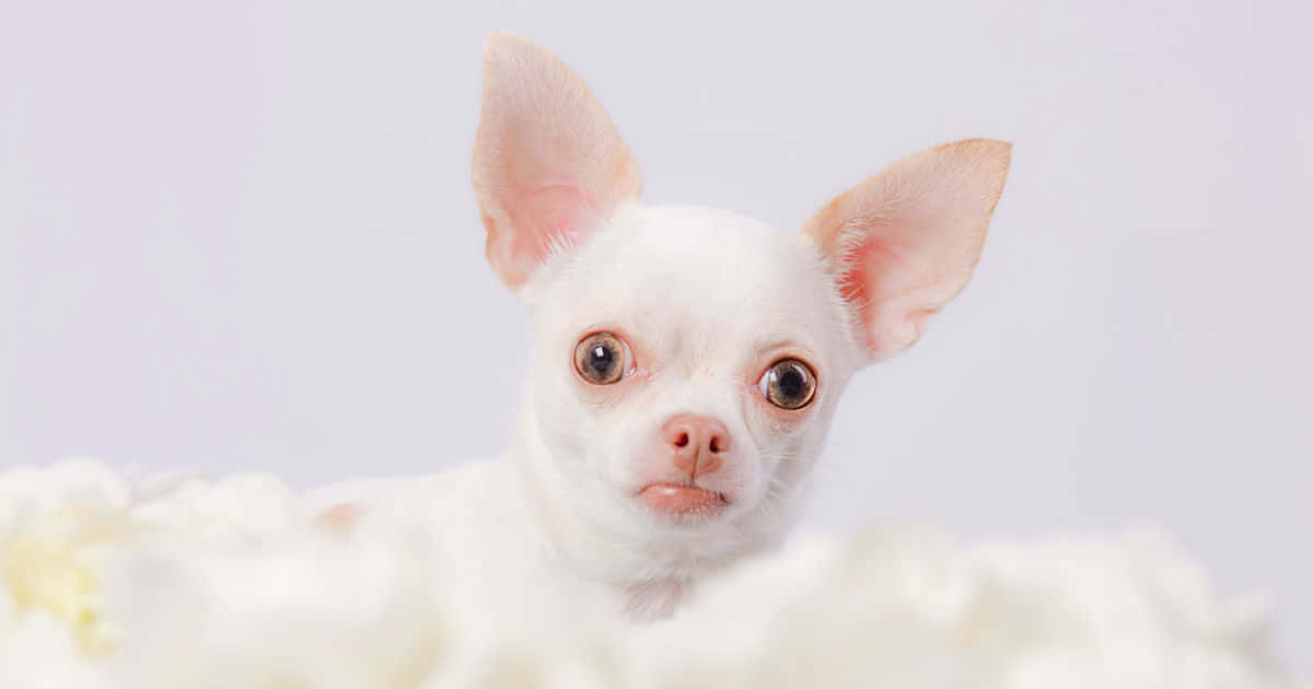 "Adorable Teacup Chihuahua"