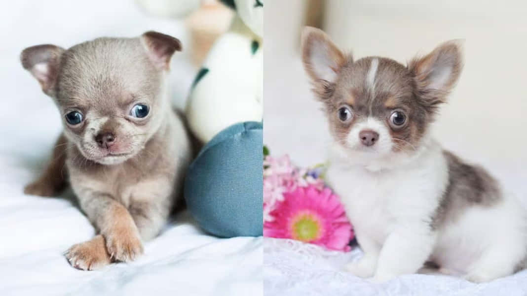 Adorable Teacup Chihuahua puppy