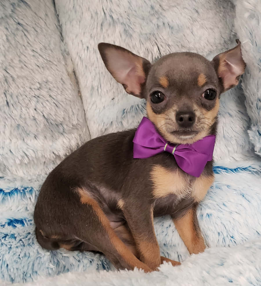 Adorabilecucciolo Di Chihuahua Tazza Da Te