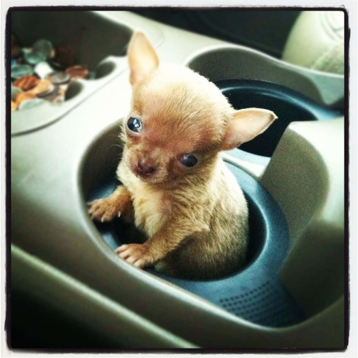 An adorable Teacup Chihuahua puppy lounging contentedly in a basket of toys.