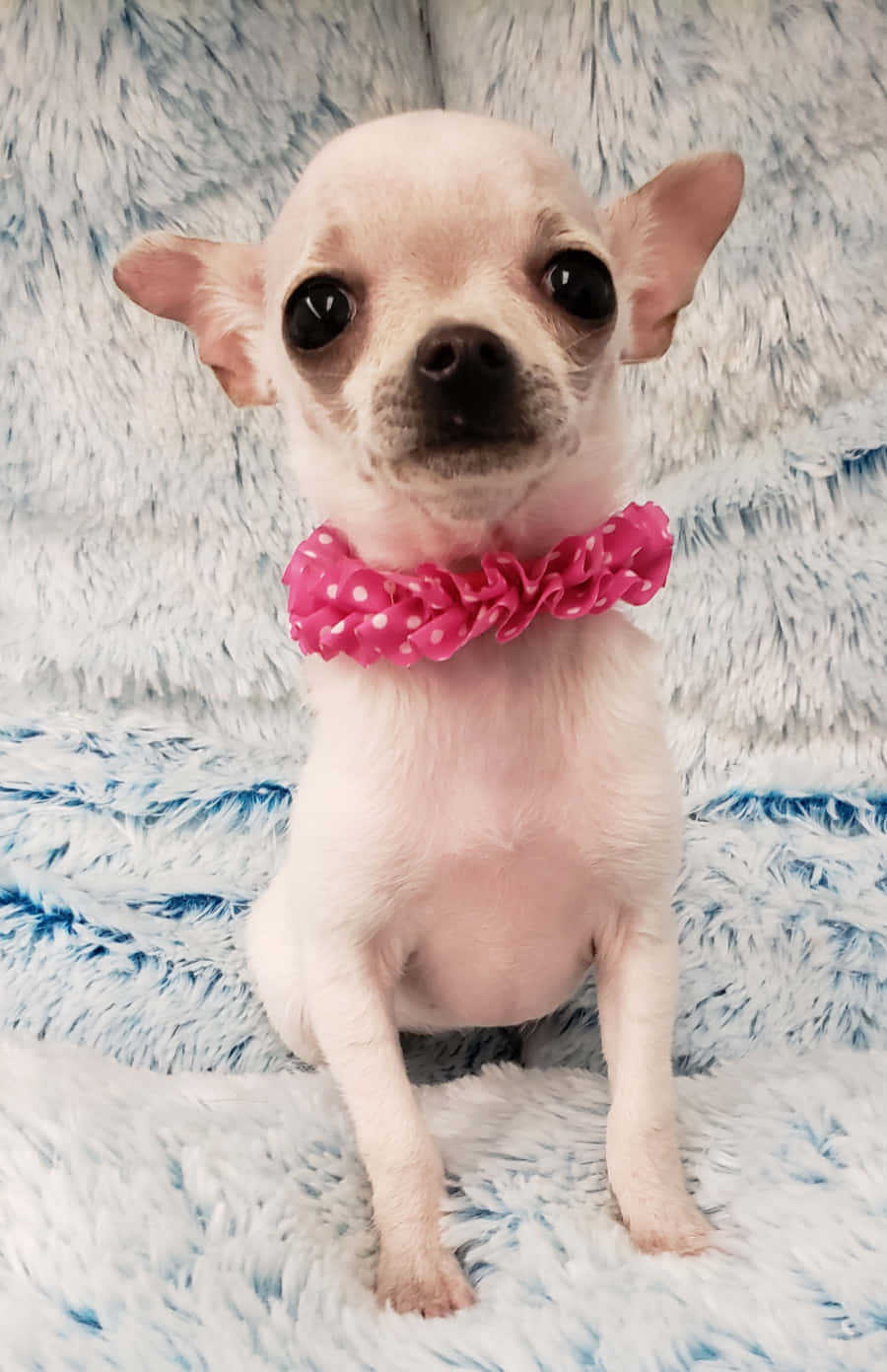 A Small White Chihuahua Wearing A Pink Bow