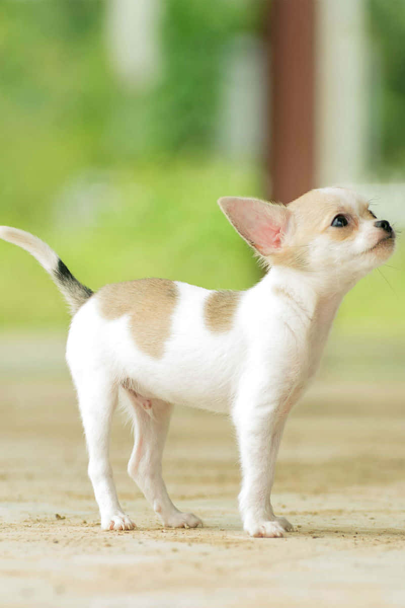 Adorable teacup chihuahua puppy.