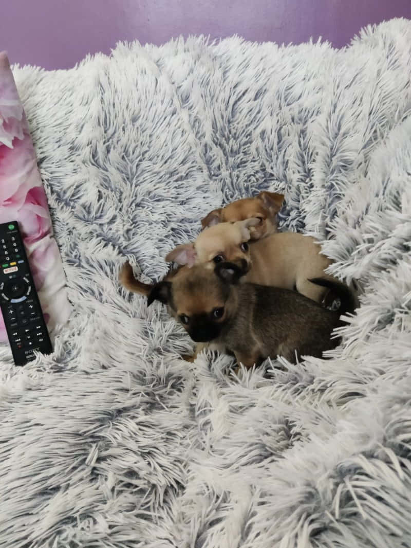 Adorabilecucciolo Di Chihuahua Nella Tazza Da Tè.