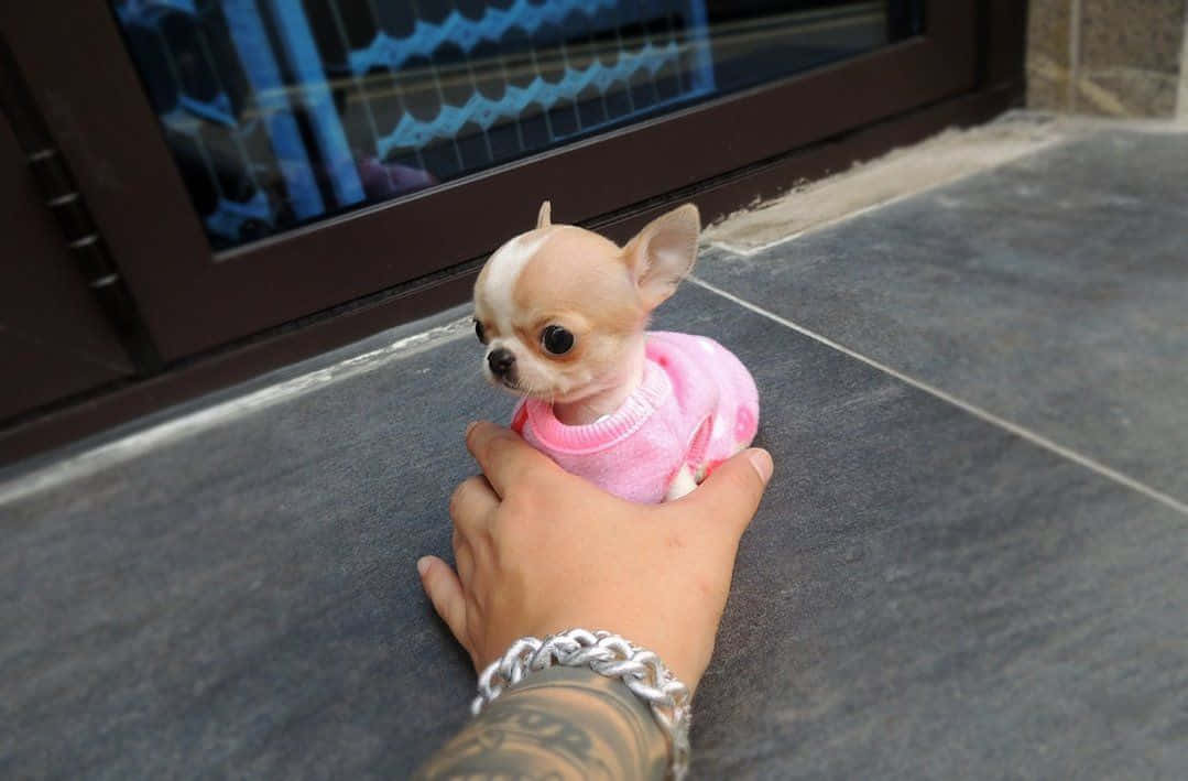 Cuteness overload! Adorable teacup chihuahua smiles for the camera.