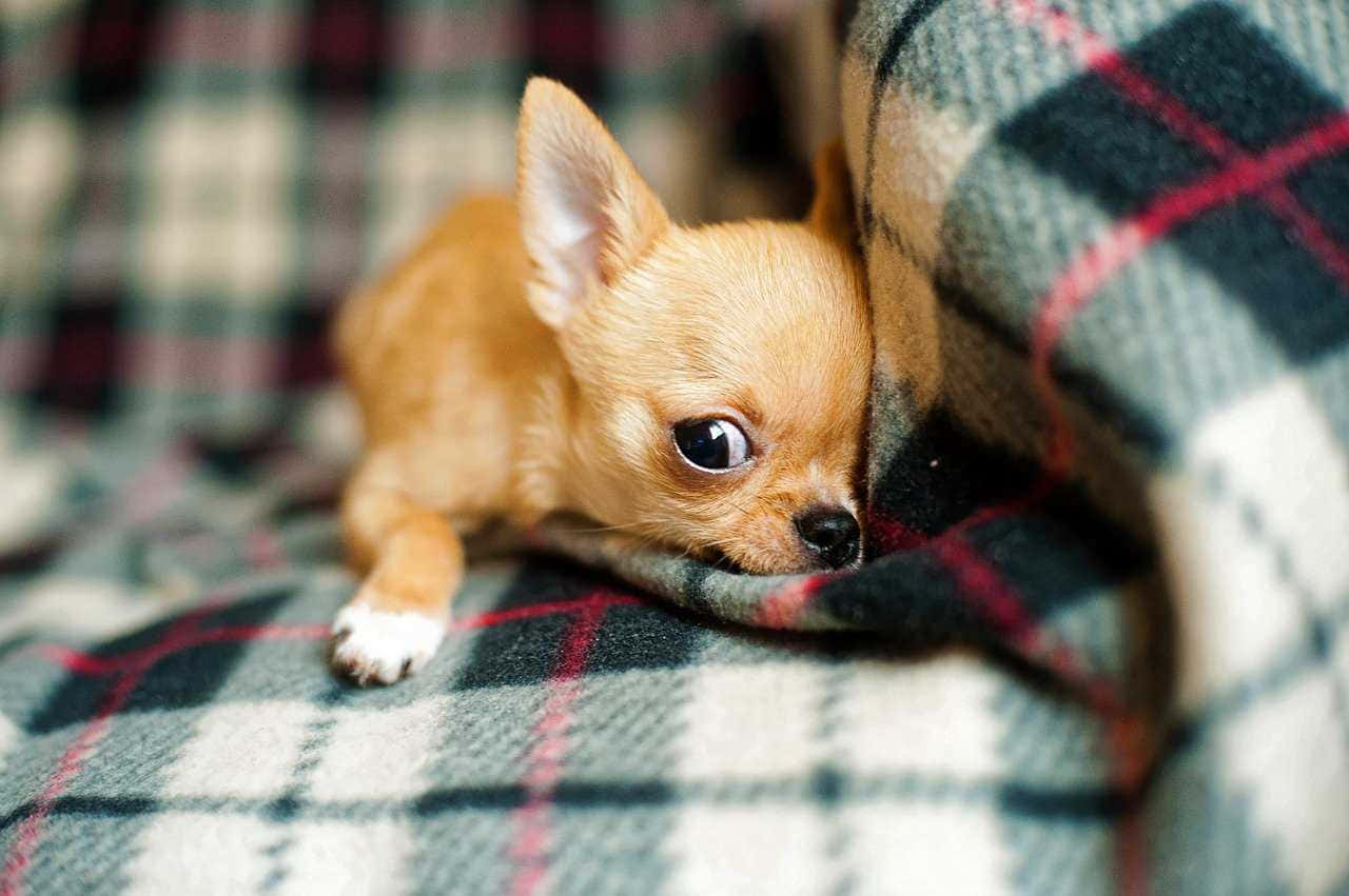 Bedårandetekopp Chihuahua Tittar Upp