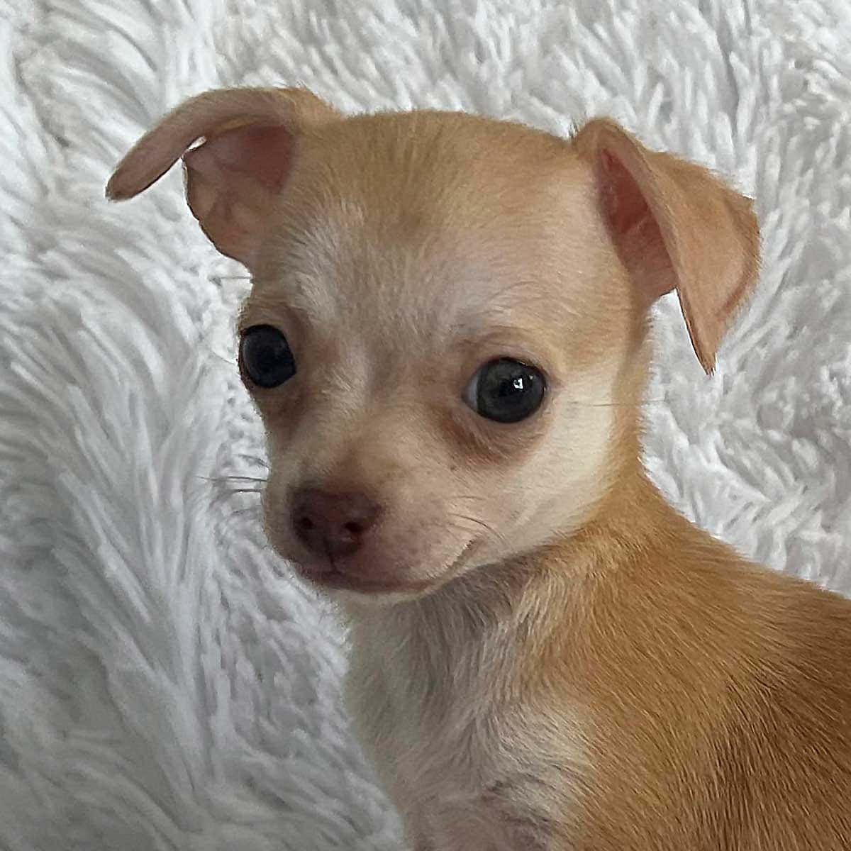 Entekopp Chihuahua Klädd För En Fest.
