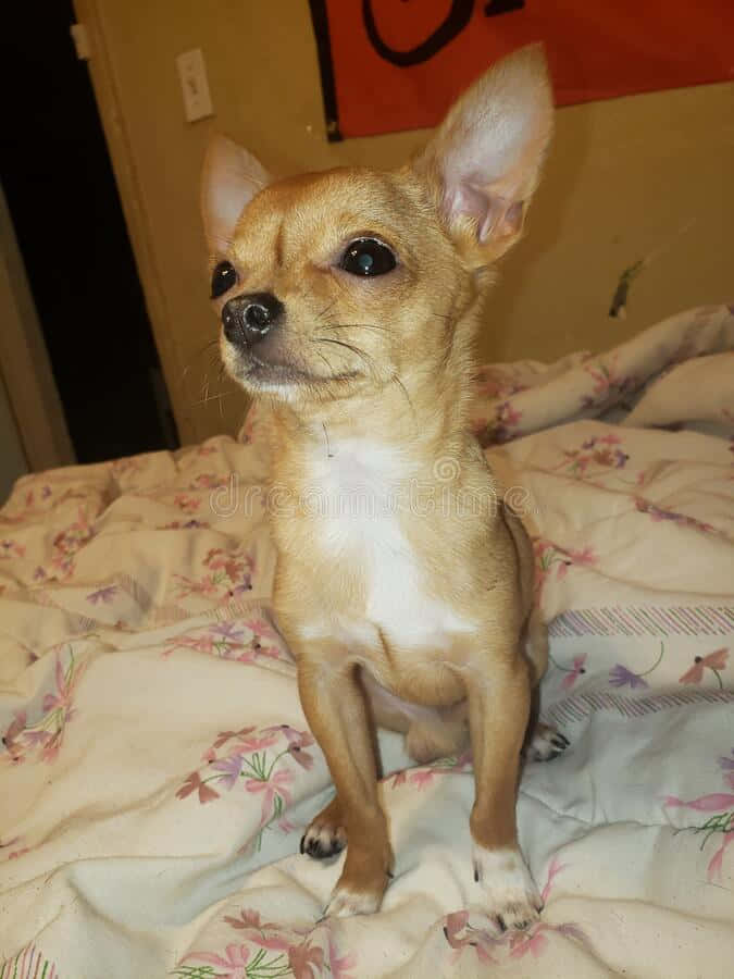 Bedårandeteacup Chihuahua Redo Att Lysa Upp Din Dag!