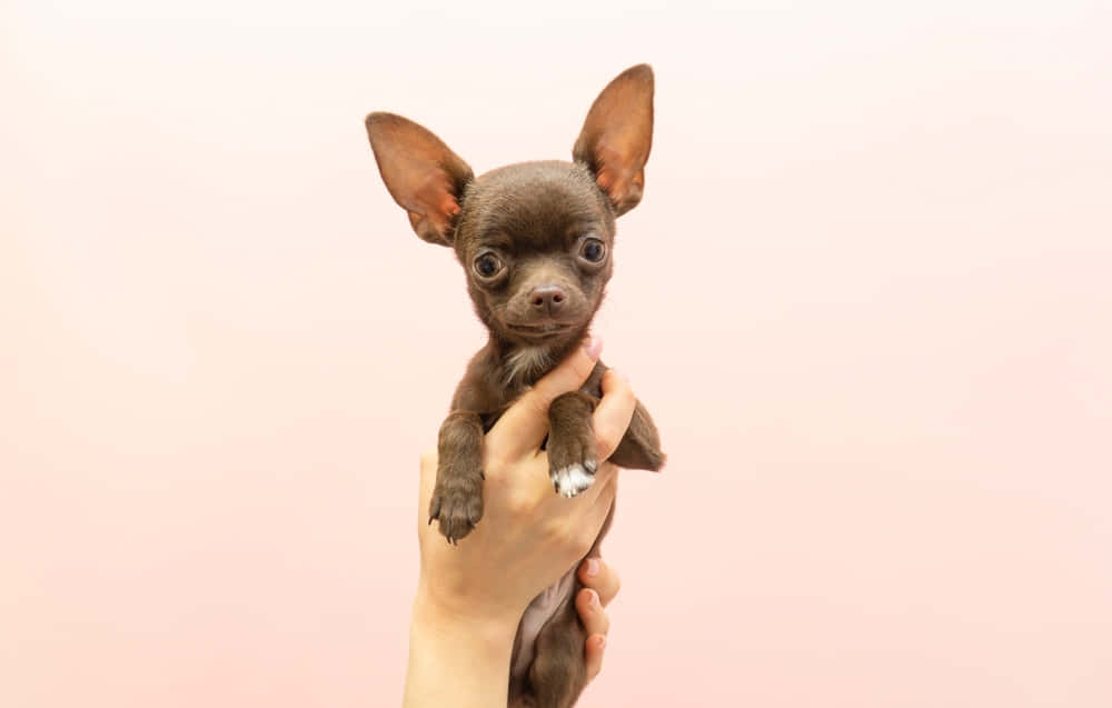 Enteacup Chihuahua Ligger Tätt Ihopkramad För En Tupplur