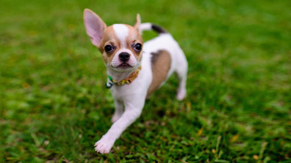 Adorable teacup Chihuahua puppy looking up