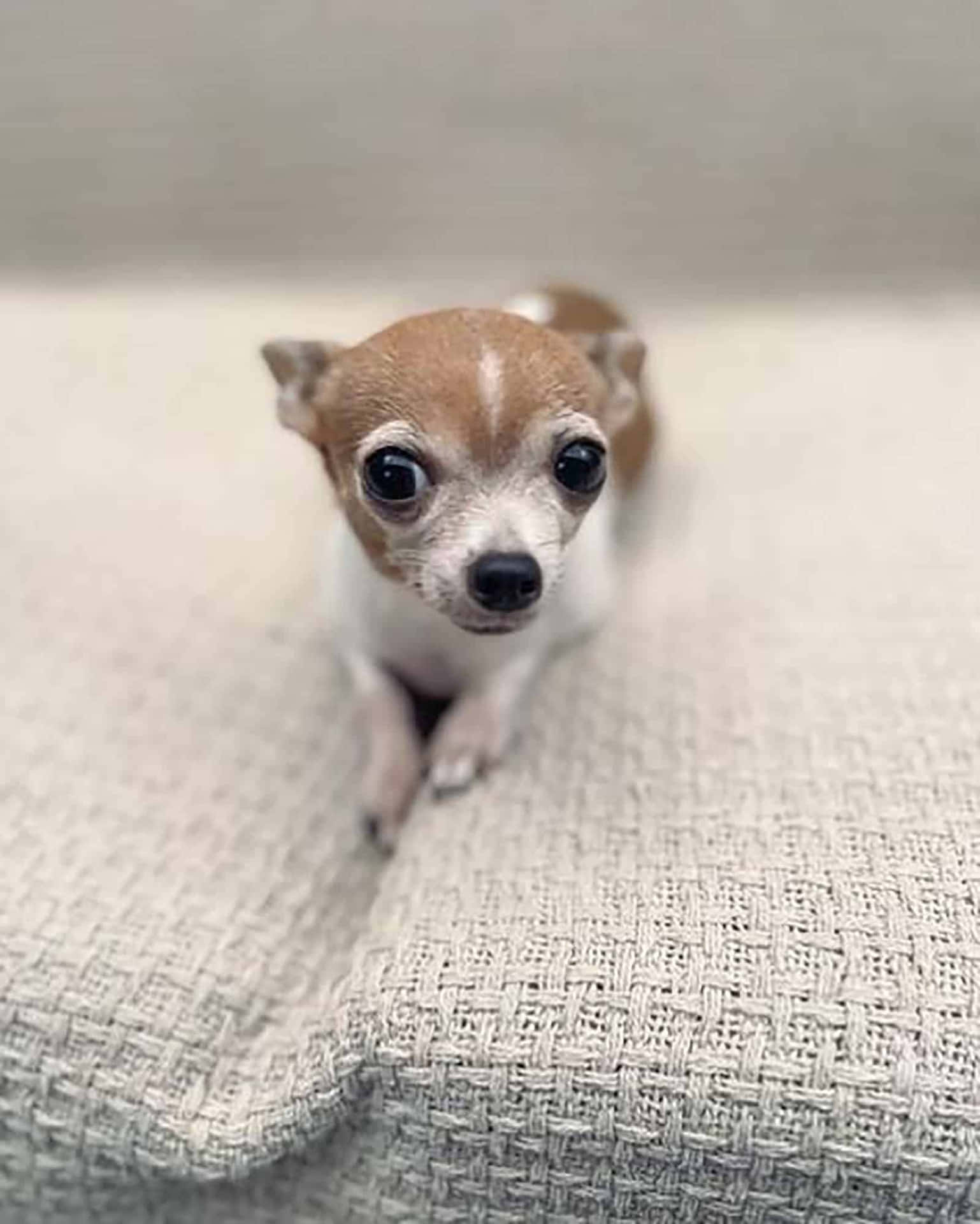 Enliten Chihuahuahund Som Sitter På En Soffa