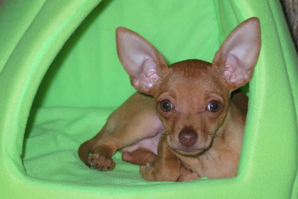 Sötoch Bedårande Tekopp Chihuahua
