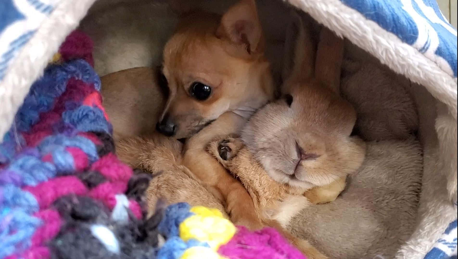 Make your day brighter with this cuddly Teacup Chihuahua!