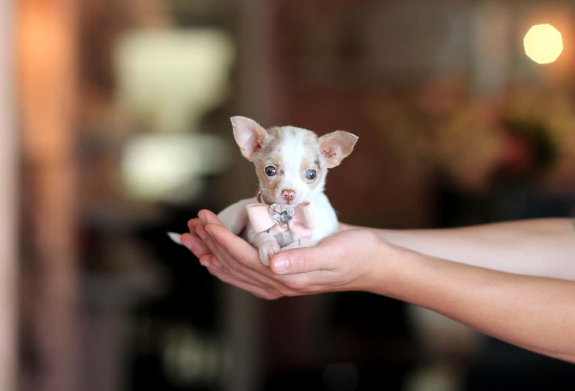 A Teacup Chihuahua enjoying a puppy treat