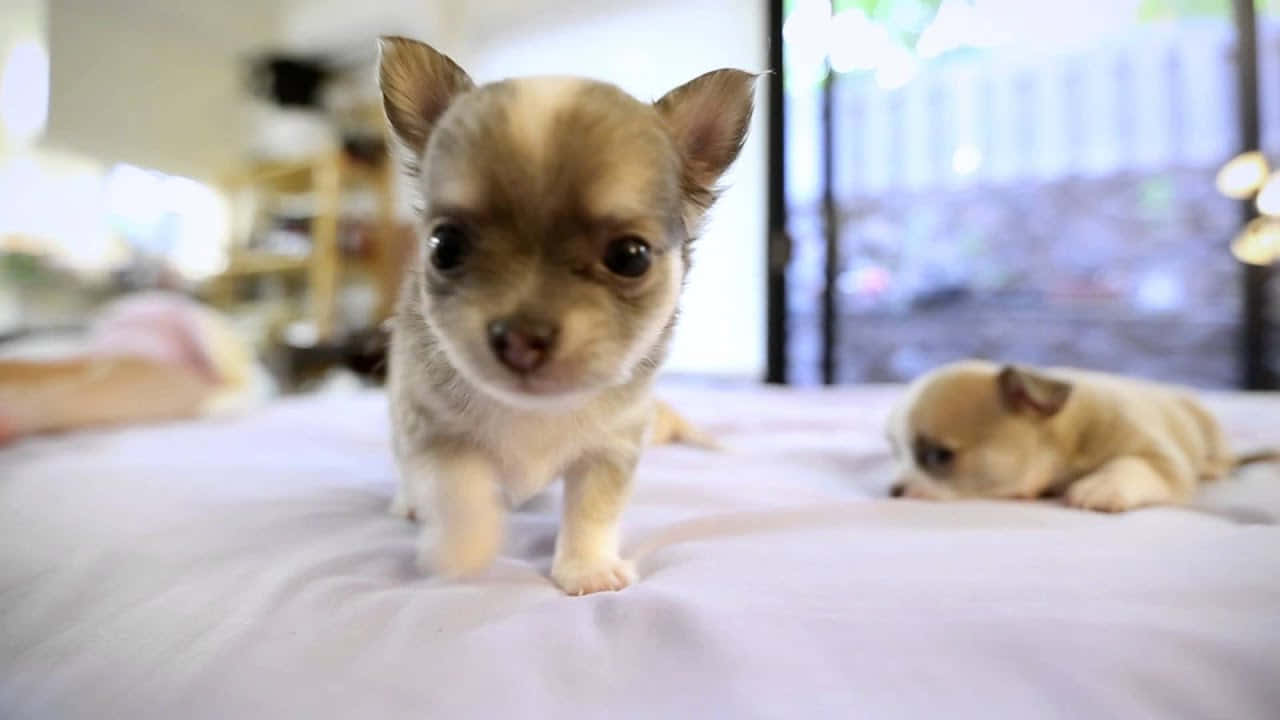 Adorabilecucciolo Di Chihuahua In Tazza Da Tè