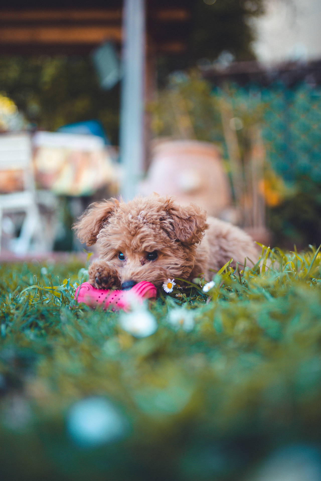 Teacup Poodle Red Chew Toy
