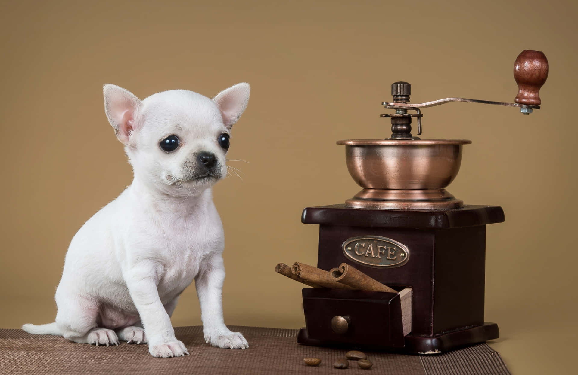 Teacup White Chihuahua Dog With Coffee Grinder Wallpaper