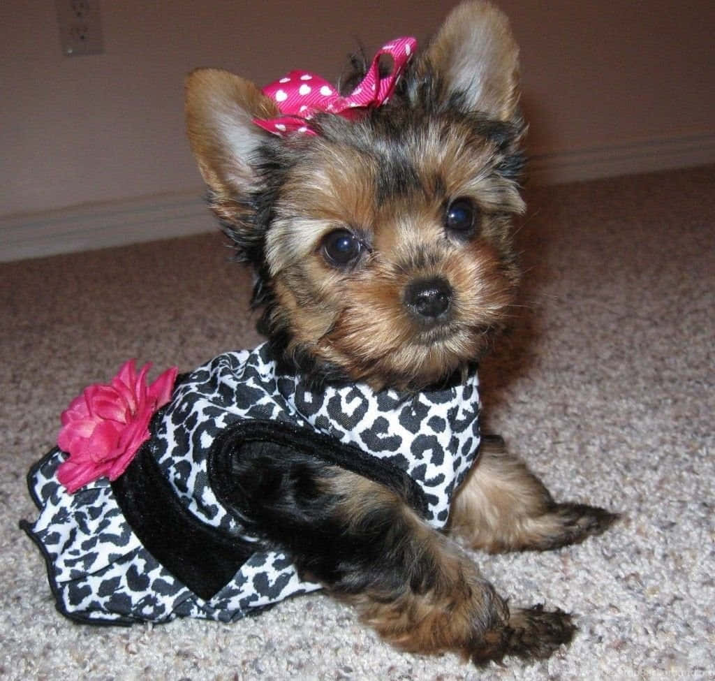 "Adorable Teacup Yorkie Puppy" Wallpaper