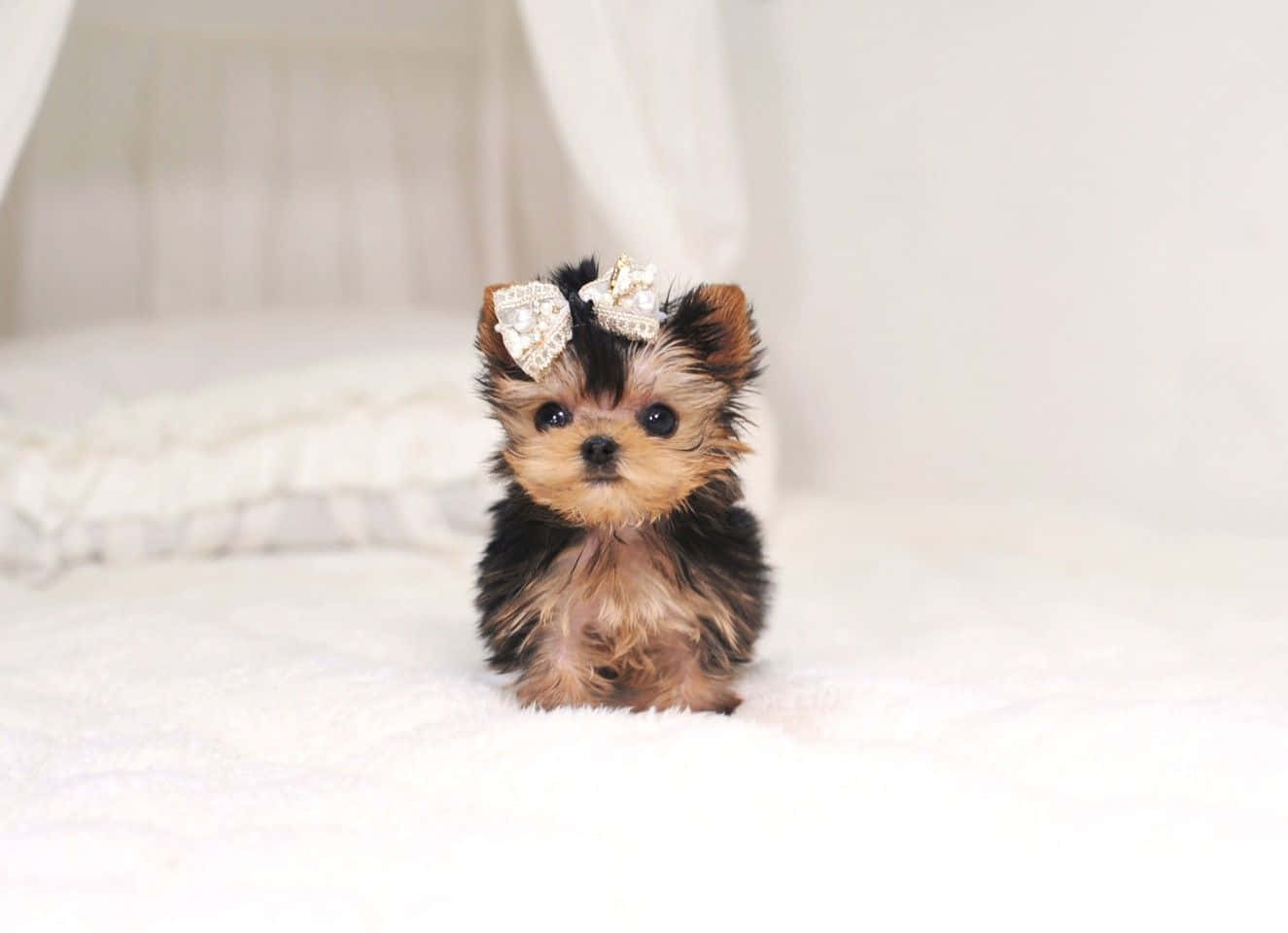 A Teacup Yorkie near a pillow, looking for someone to play with Wallpaper