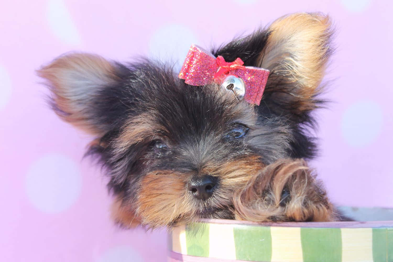 A Teacup Yorkie Puppy Enjoying a Sunny Day Wallpaper