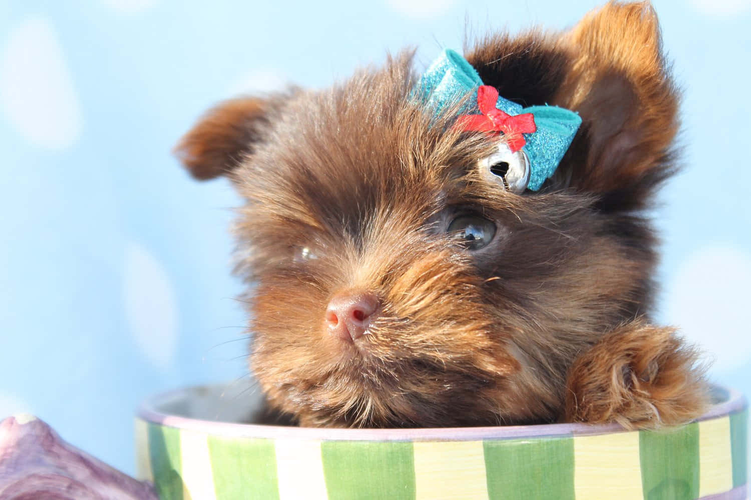 Adorable Teacup Yorkie Puppy Wallpaper