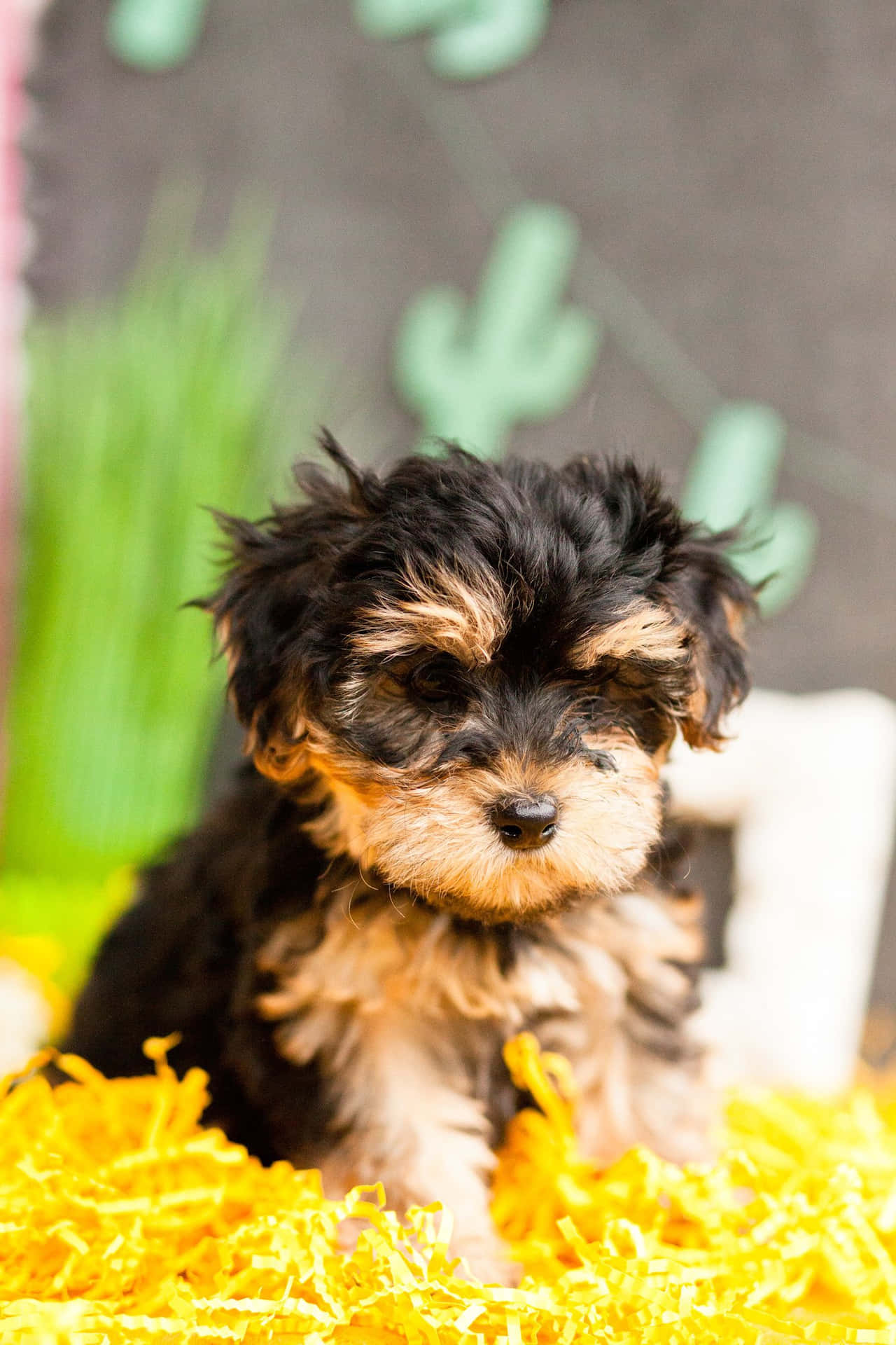 Uncachorro De Teacup Yorkie Listo Para Difundir Su Adorable Alegría. Fondo de pantalla