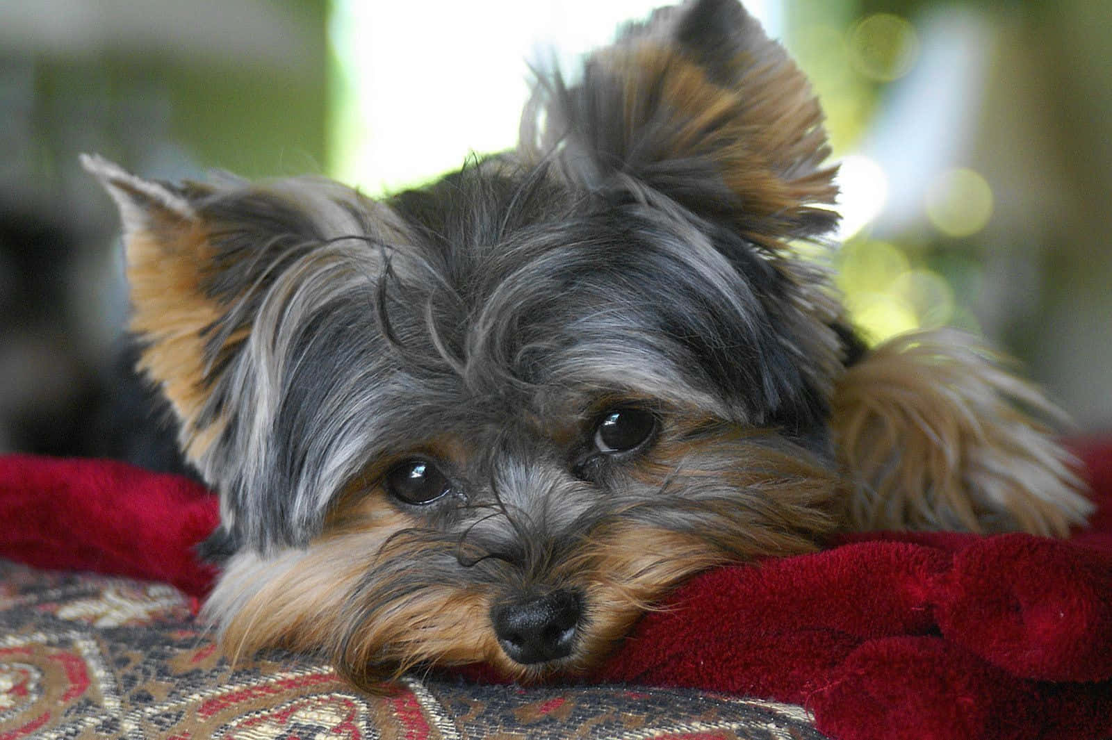 Adorable Teacup Yorkie Puppy Ready for a New Home Wallpaper