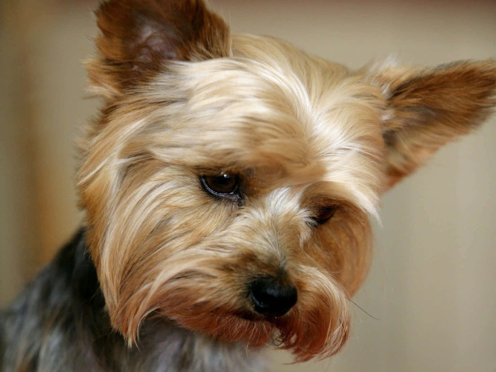 Adorable Teacup Yorkie Puppy Wallpaper