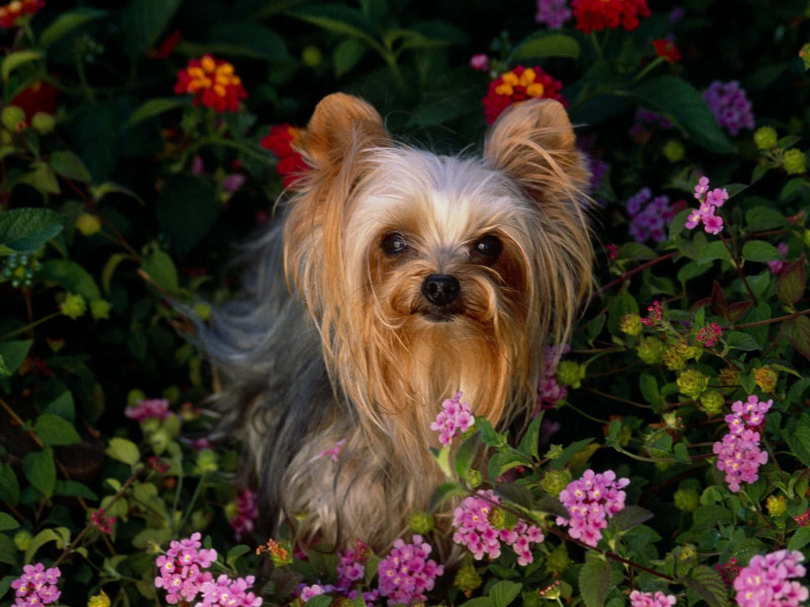 Adorable Teacup Yorkie Pup Wallpaper