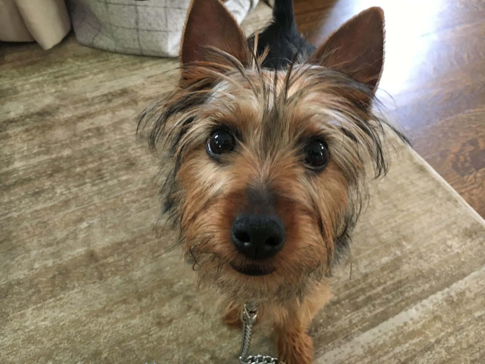 This Teacup Yorkie is Ready to Get Spoiled Wallpaper