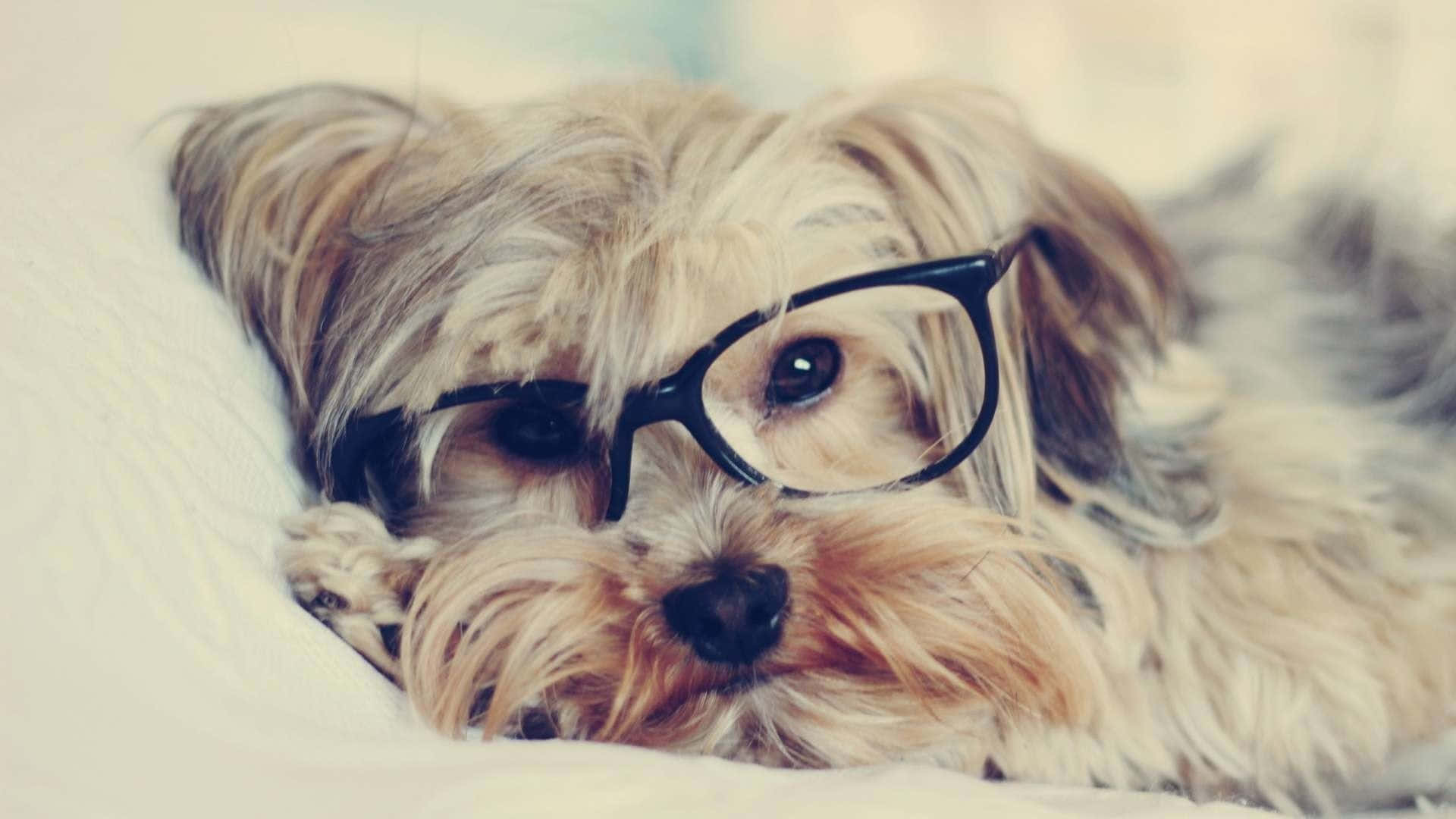 Adorablecachorro De Teacup Yorkie Fondo de pantalla