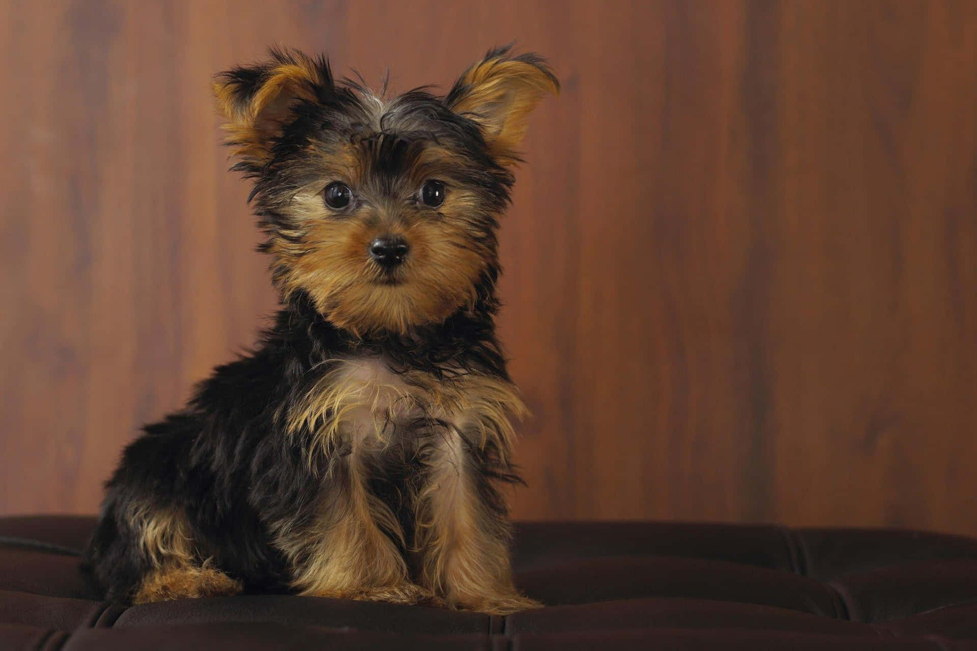 A cute teacup yorkie enjoys sitting and playing in the grass. Wallpaper