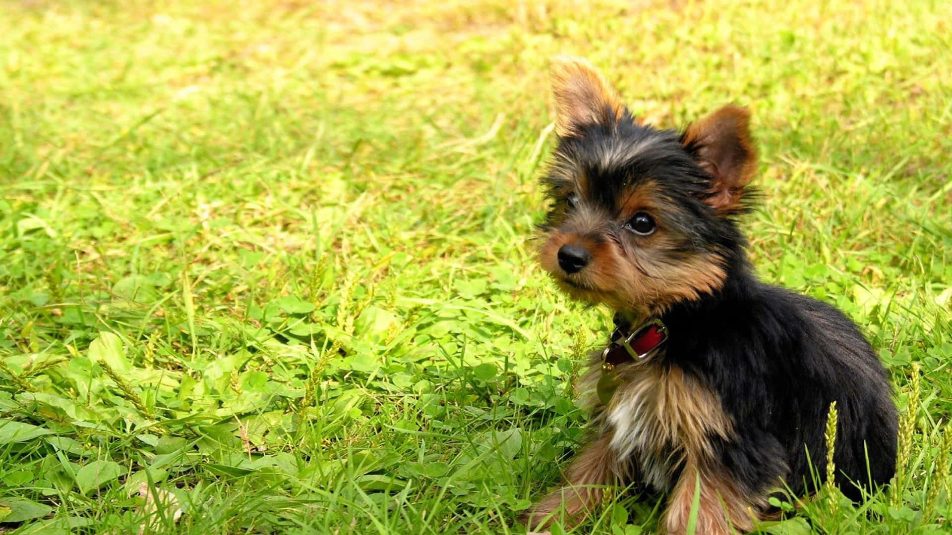 A Teacup Yorkie Pup Set to Bring Joy to Your Home Wallpaper