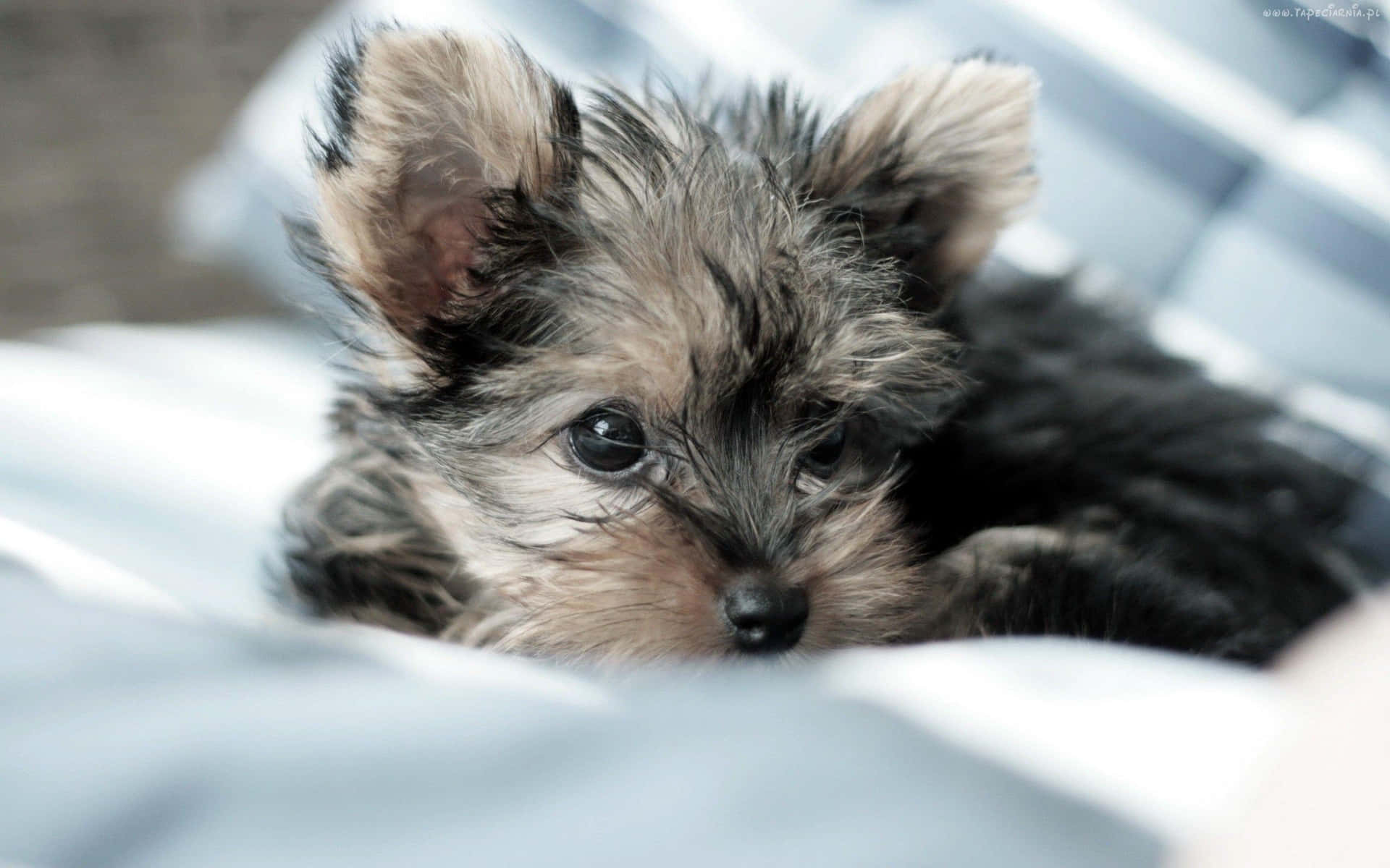 A tiny Teacup Yorkie enjoying the sunshine Wallpaper