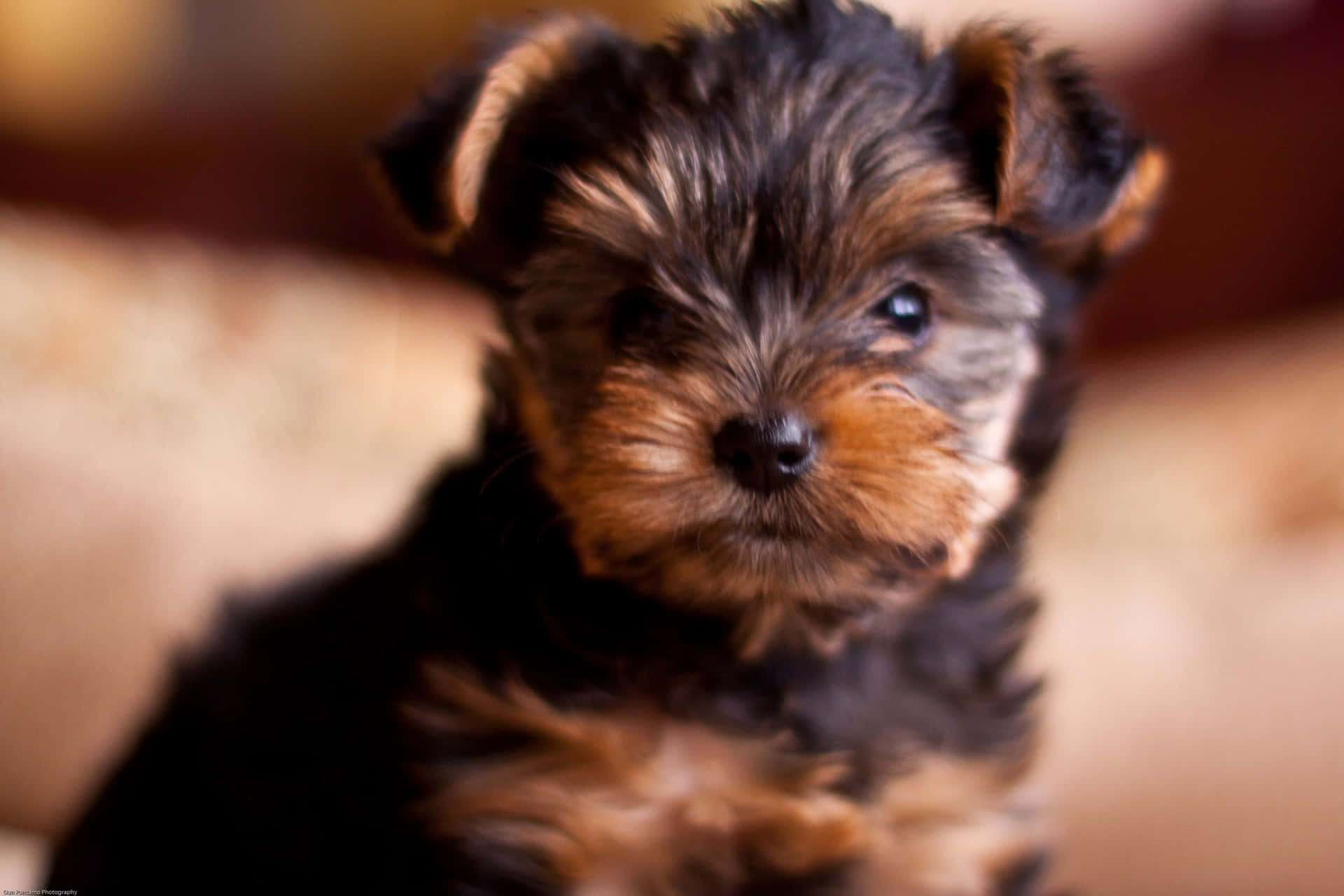 A Teacup Yorkie filled with joy and love! Wallpaper