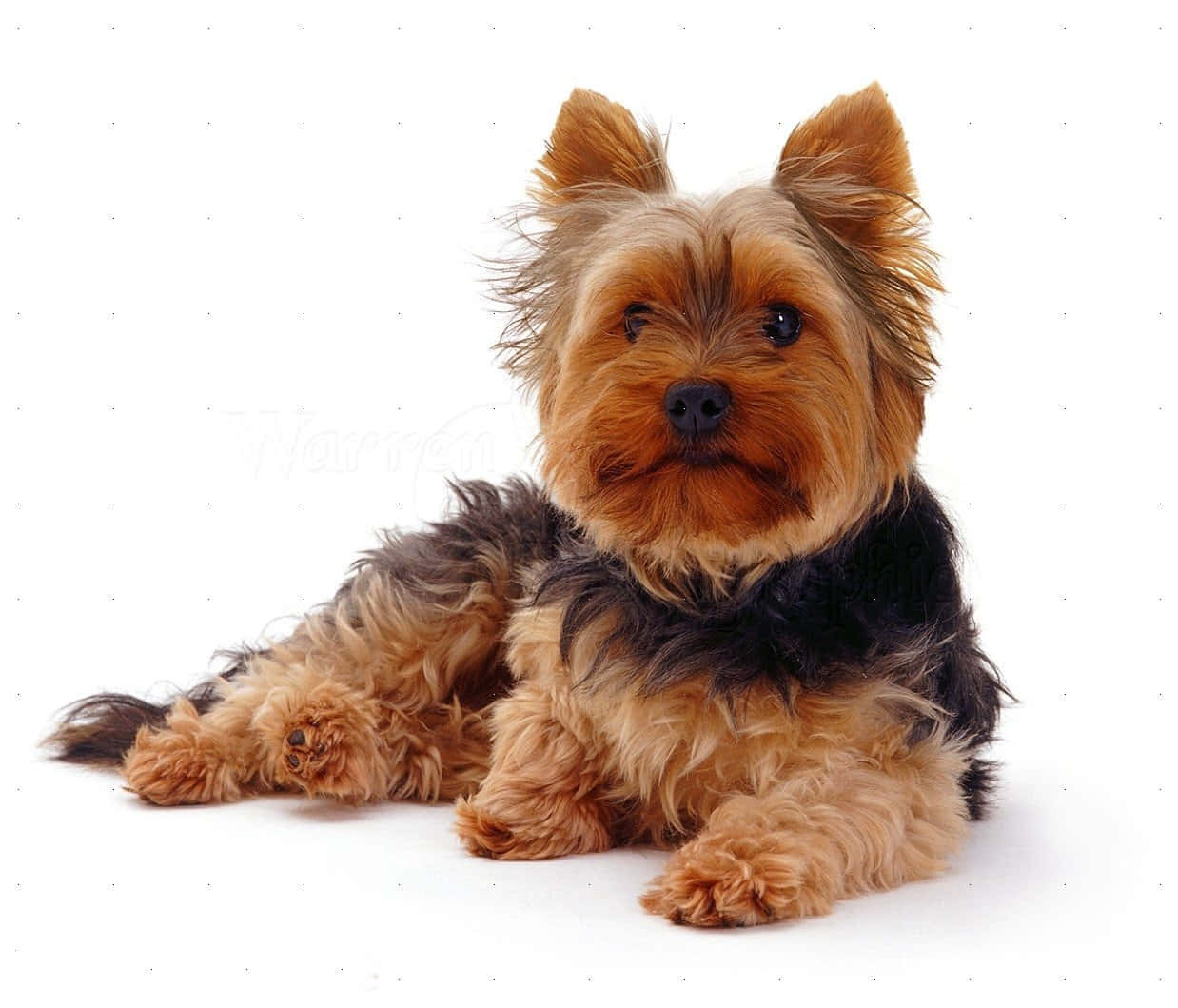 Unpequeño Y Adorable Cachorro De Teacup Yorkie Mirando Con Ojos Grandes. Fondo de pantalla