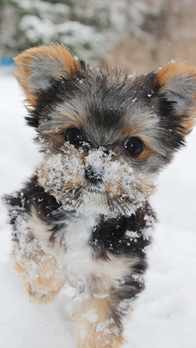 Adorableteacup Yorkie Fondo de pantalla